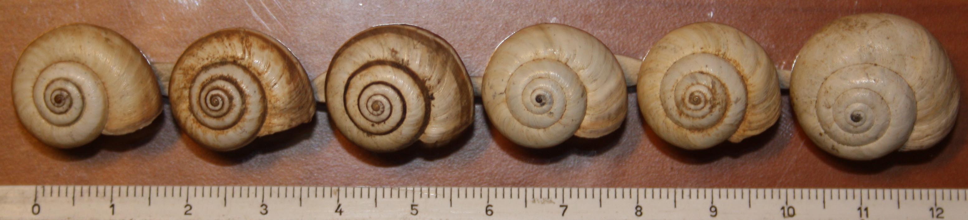 Cernuella virgata e neglecta?